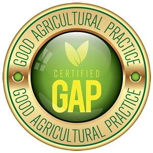 gap